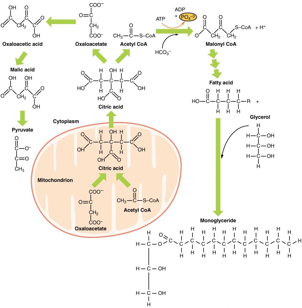 liver detoxification pathways pdf