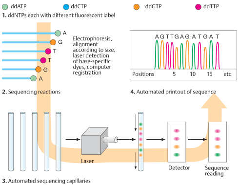 gene sequencing pdf